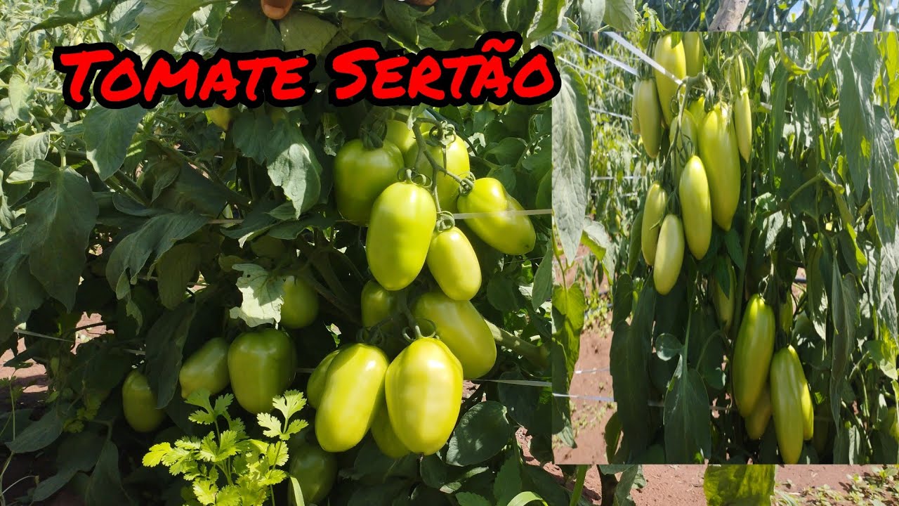 Tomate Sertão vale a pena plantar? Minha opinião sobre essa variedade.#tomate #agro #tomato