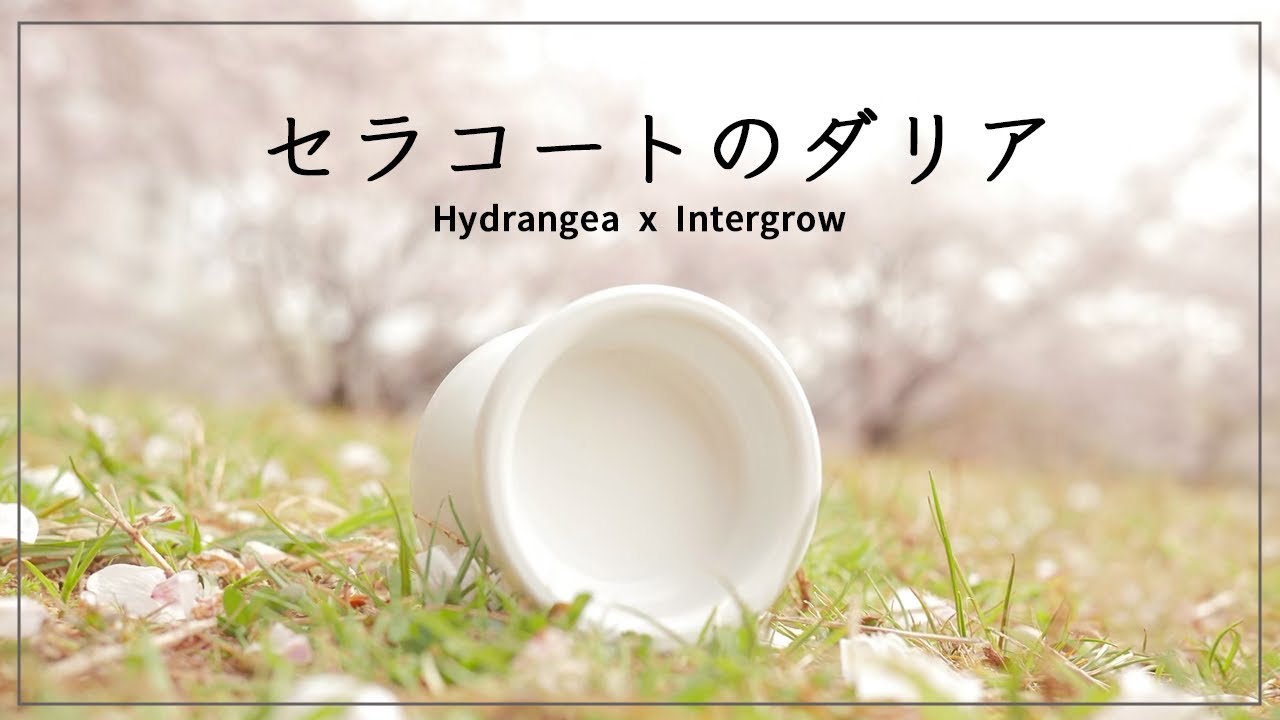 リリース直前？セラコートの白ダリア特集 / ヨーヨー新作 ハイドランジア Hydrangea Intergrow
