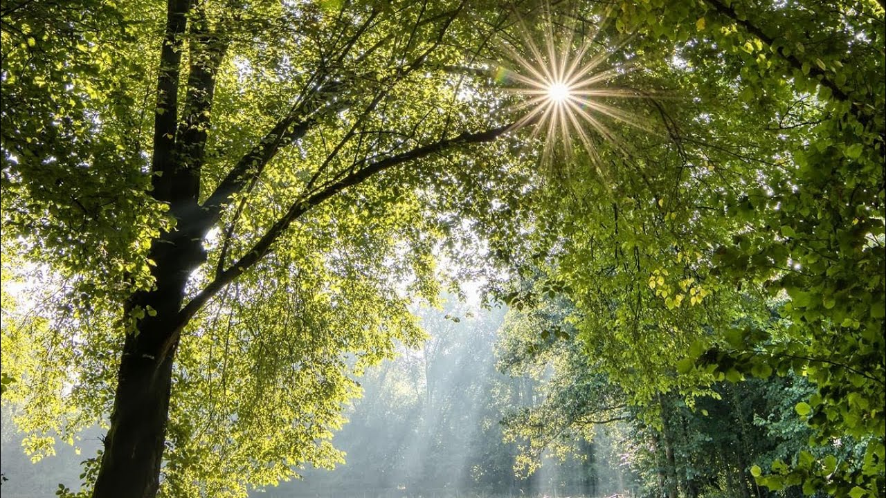 ☀️VỊ TRÍ CỦA BẠN TRONG TRÁI TIM HỌ • HỌ THẬT SỰ CẢM THẤY THẾ NÀO VÀ NGHĨ GÌ VỀ BẠN 🌞✨