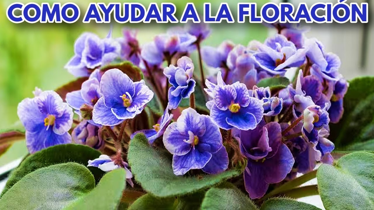 como ayudar a las floraciones de las violetas africanas chuyito jardinero
