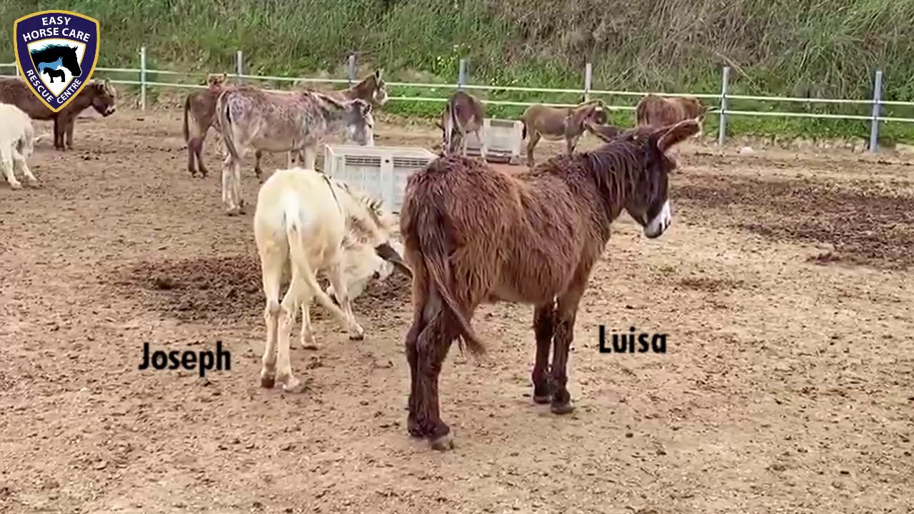 Snooze time, update on Joseph and Luisa the donkeys - Easy Horse Care Rescue Centre