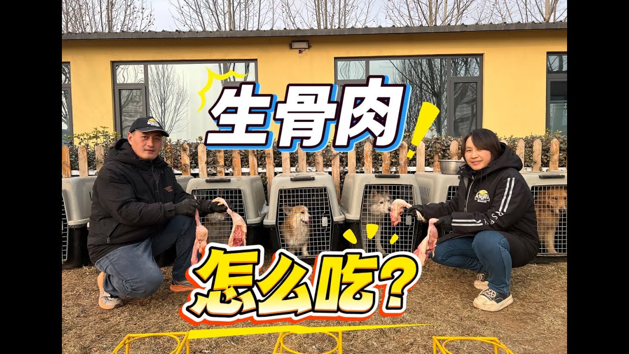 你不敢让狗吃生肉？我的狗吃起来没完！\You dare not let your dog eat raw chicken, but my dog eats it happily