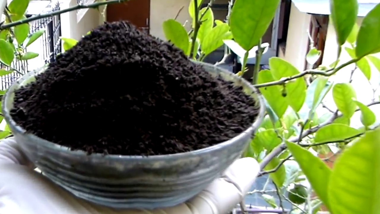 साल भर सैकड़ों #नीबू कैसे ले / Saal Bhar saikdo #Niboo Pane ke Secrets #KeyLime