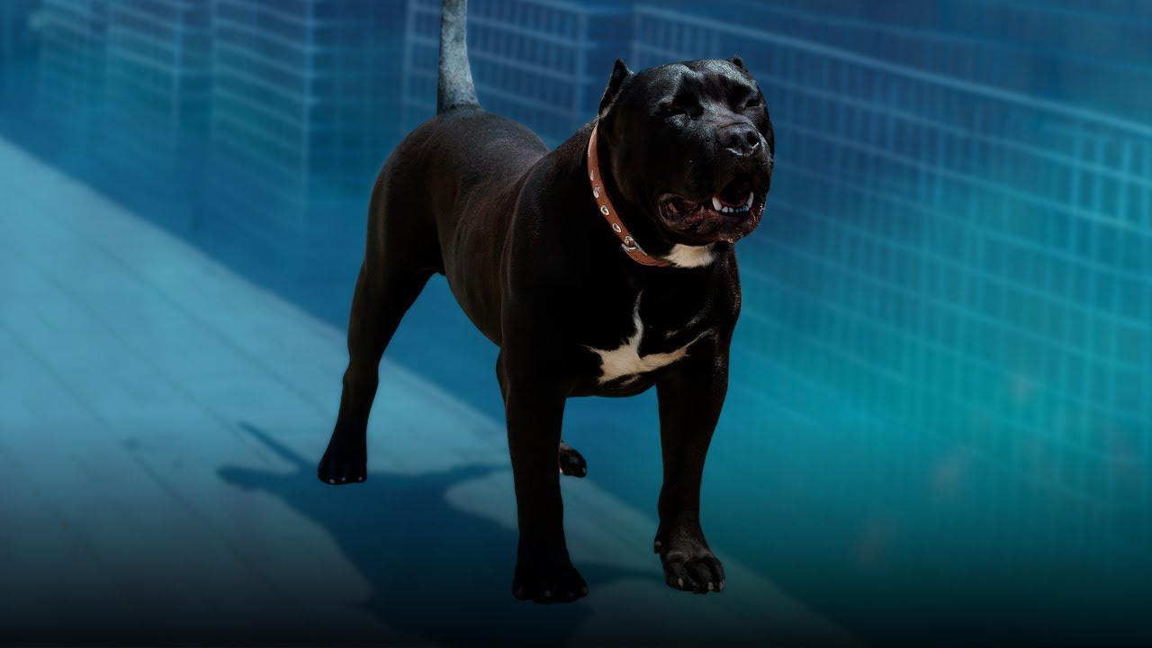 ¿La capa negra en el Presa Canario se debe al Mastín Napolitano, o al Cane Corso?