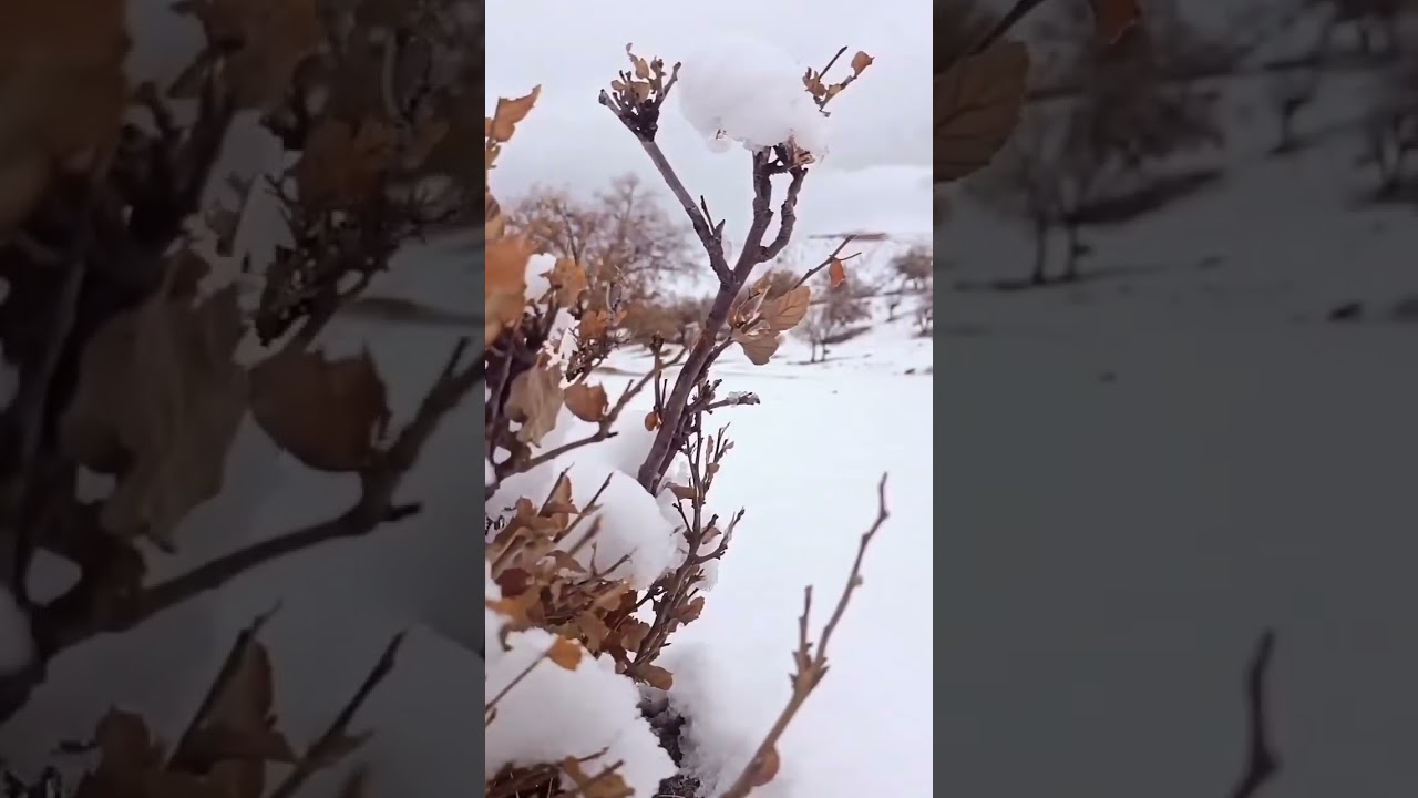 Heavy Snow Covered Everything in White | Stunning Winter Views ❄️🌨️✨