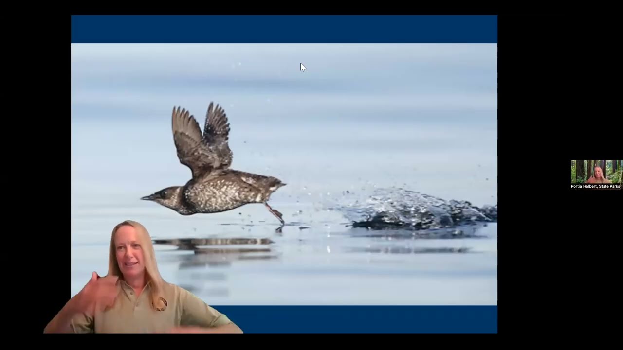 Endangered Marbled Murrelets with Environmental Scientist Portia Halbert