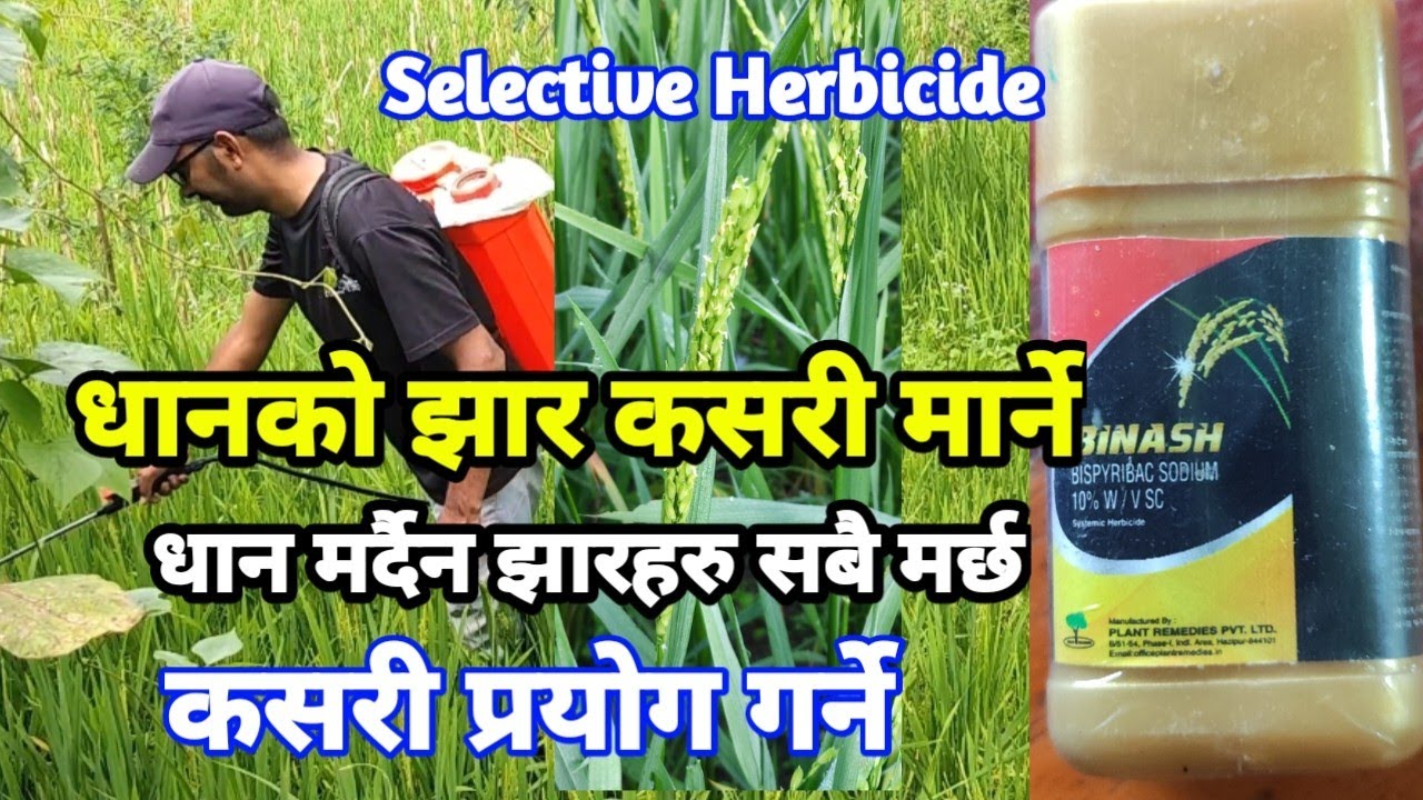 धानको झार मार्ने औषधी के हो, कसरी प्रयोग गर्नै, गोड्न खेतला नलाग्ने, कम लगानी, समयको बचत धेरै फाइदा