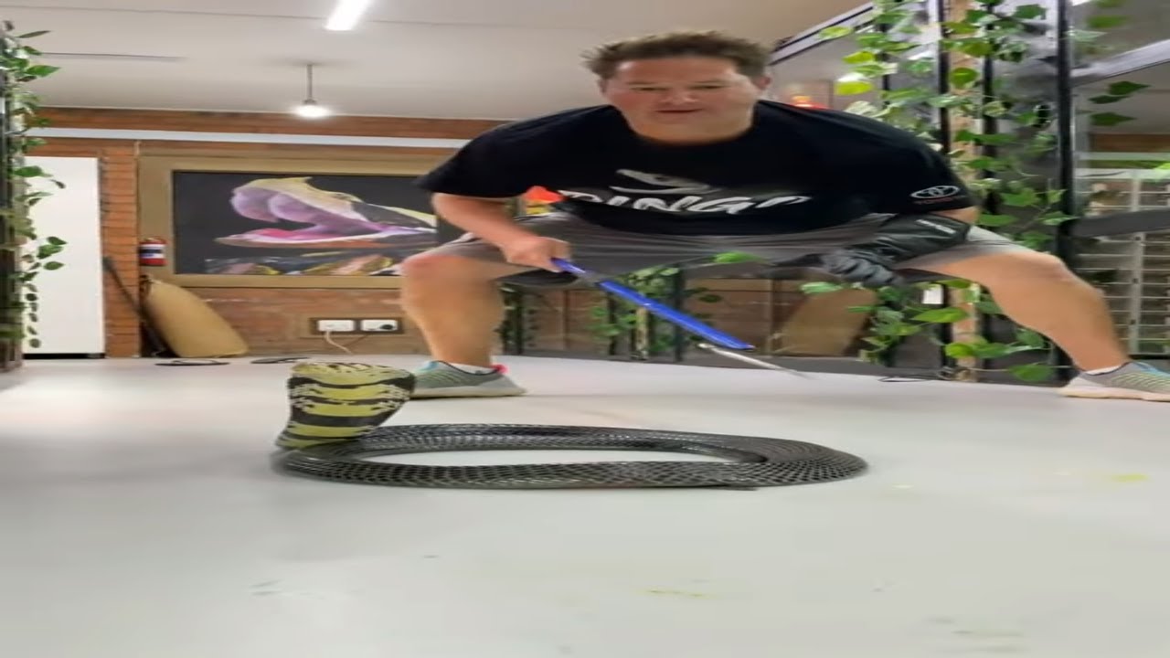 WEST AFRICAN FOREST COBRA!!!