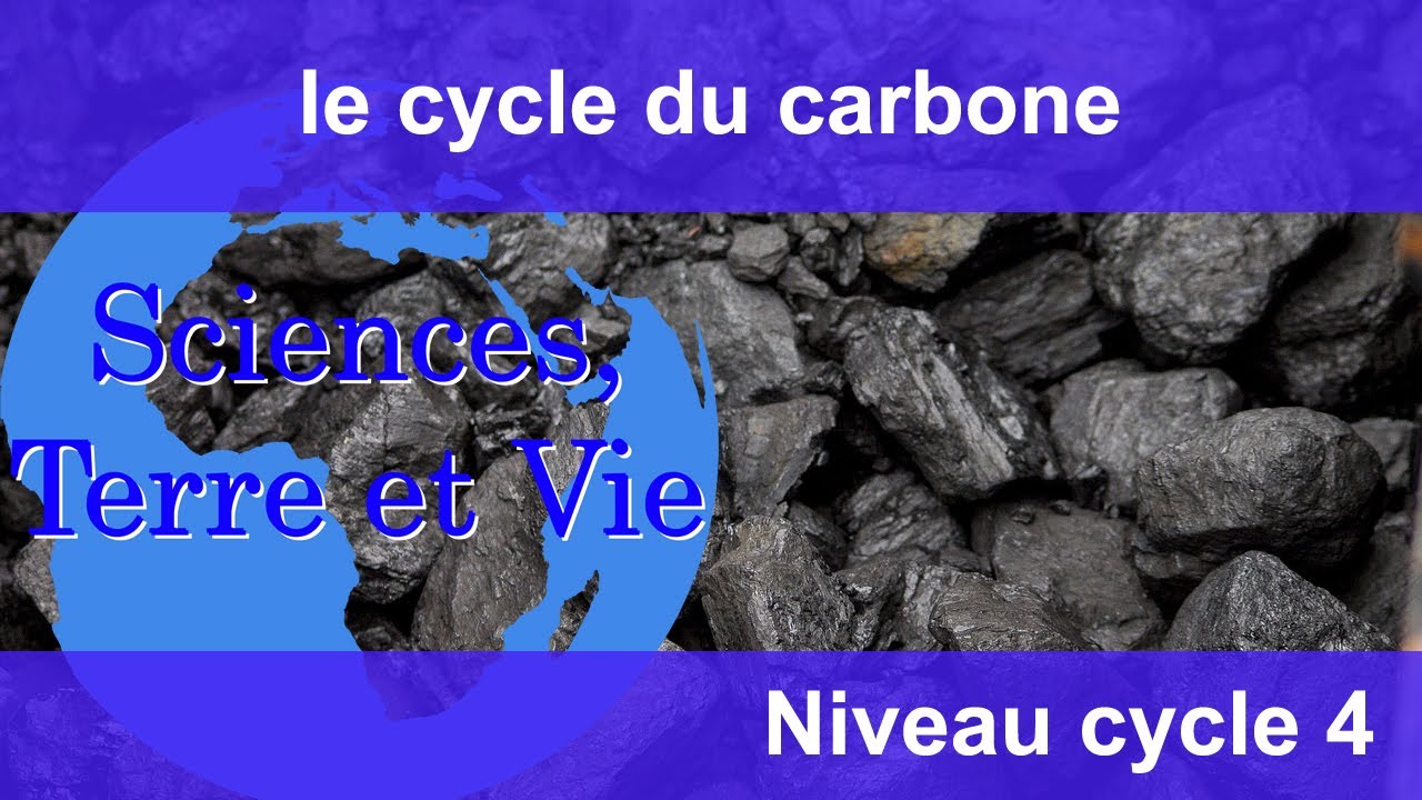 le cycle du carbone