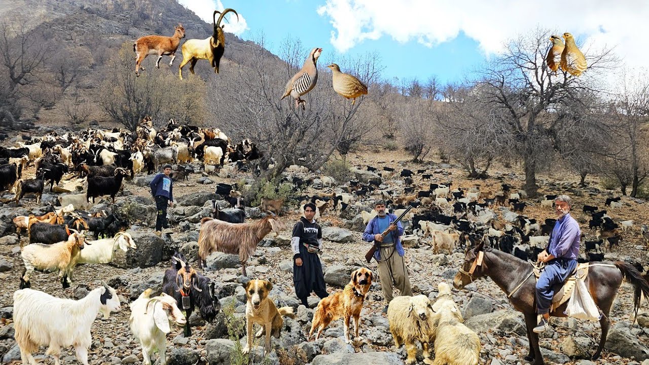 Nomadic Shepherds’ Journey to the Zagros Mountains for Grazing Livestock | Nomads of Iran