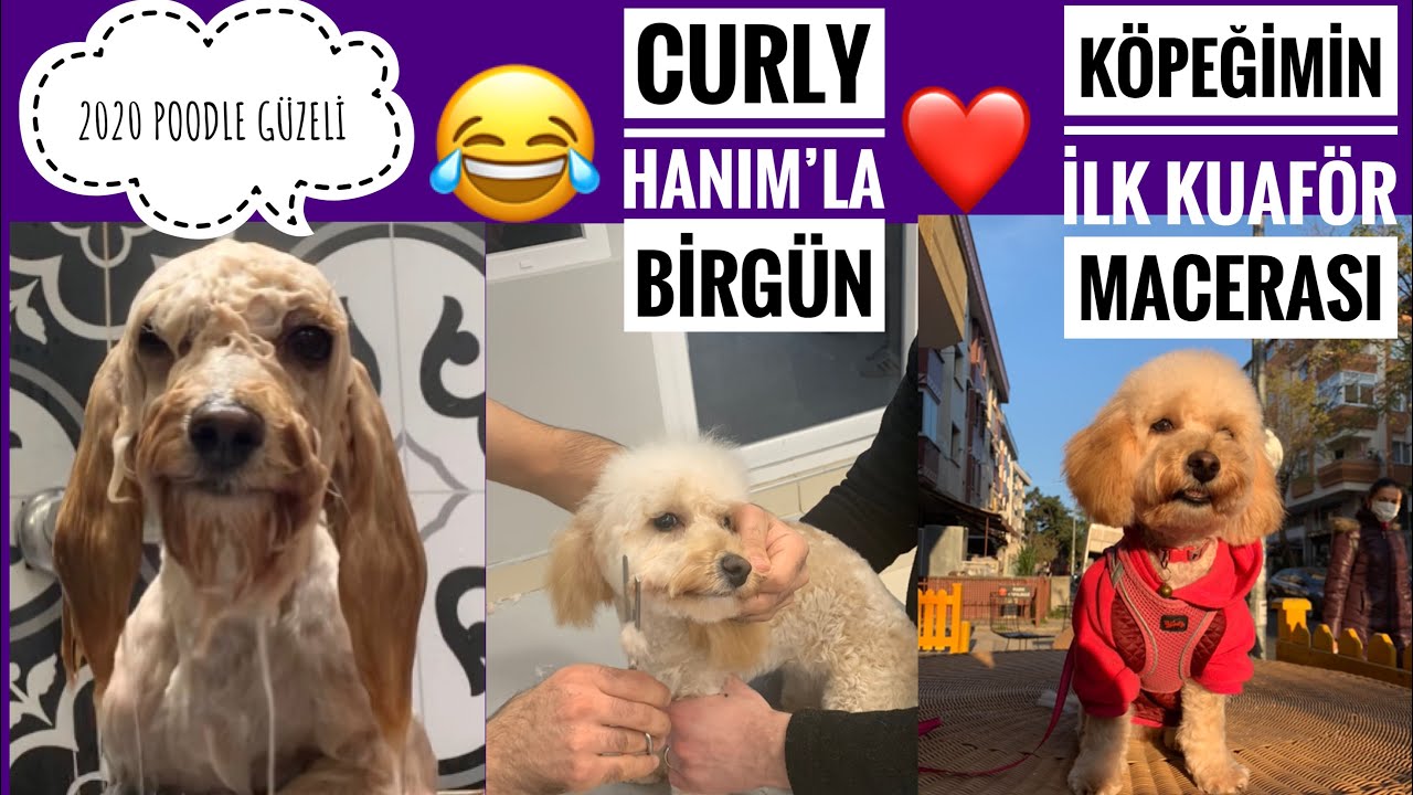 KÖPEĞİMİ İLK KEZ KUAFÖRE GÖTÜRDÜM // POODLE NASIL TRAŞ EDİLİR / NASIL YIKANIR ÖĞRENELİM