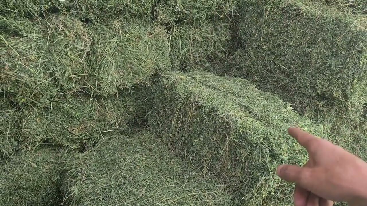 أسعار البرسيم لاتزال لا بأس بها