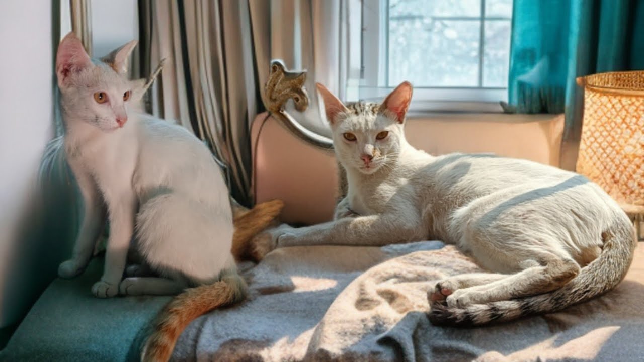 White cats are playing