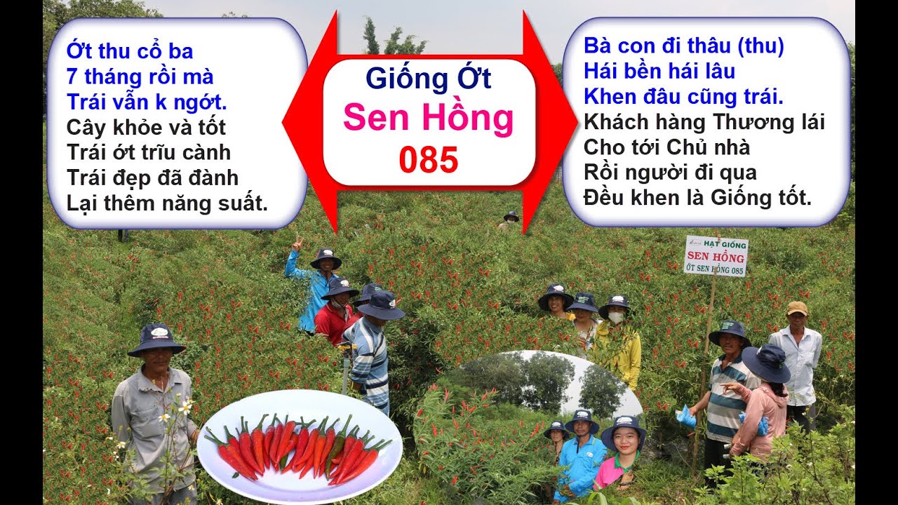 Ớt Sen Hồng 085, Tại Xuân Lộc - Đồng Nai, Tháng 4/2022