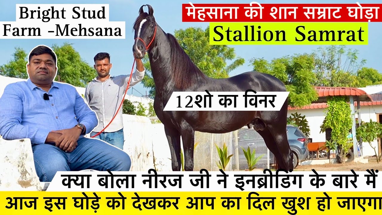 देखिए मेहसाना की शान 12 शो का विनर घोड़ा Stallion Samrat इस घोड़े ने बना दी मेरी पहचान !