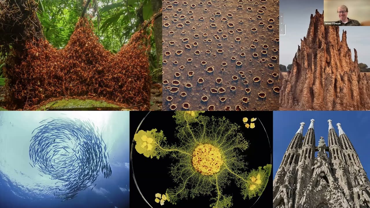 Self-organization at the origin of biological construction - Corina E Tarnita