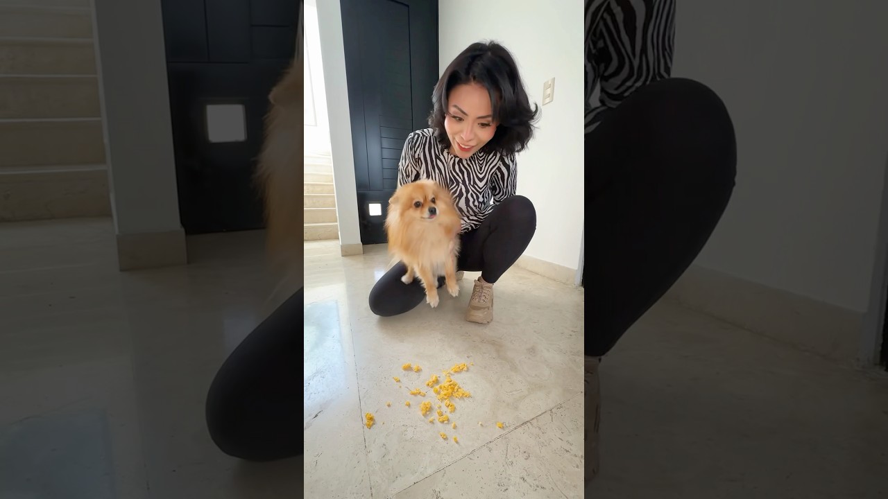 Mi perrito 🦁 parece una aspiradora 😂 | Leo Show