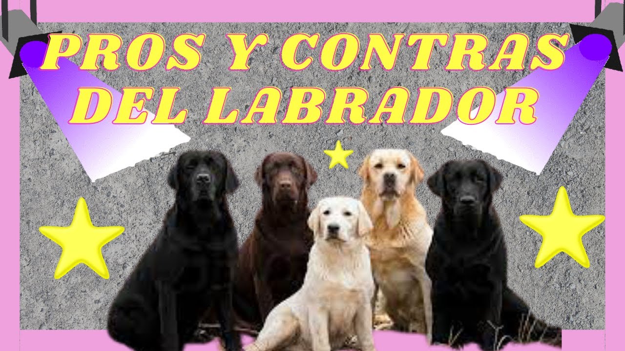🔴LABRADOR RETRIEVER, VENTAJAS Y DESVENTAJAS. PROS Y CONTRAS DE LA RAZA
