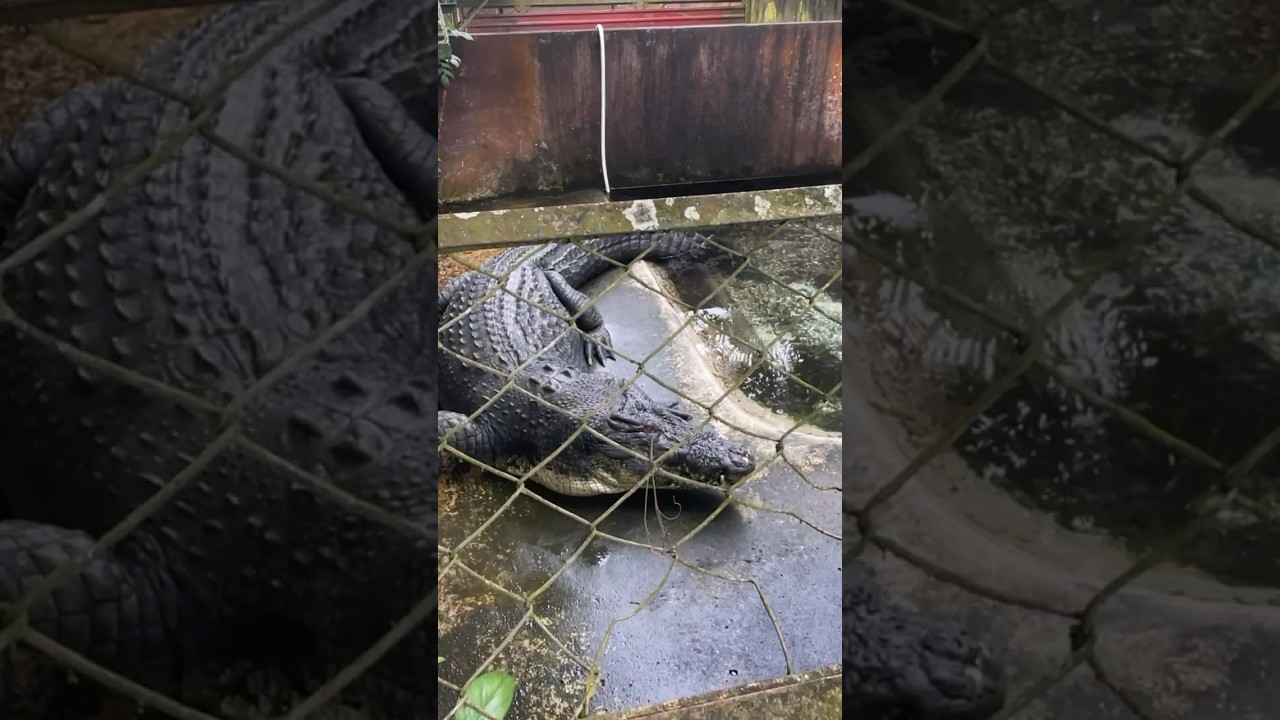 Biggest crocodile #asmr #calm #crocodile