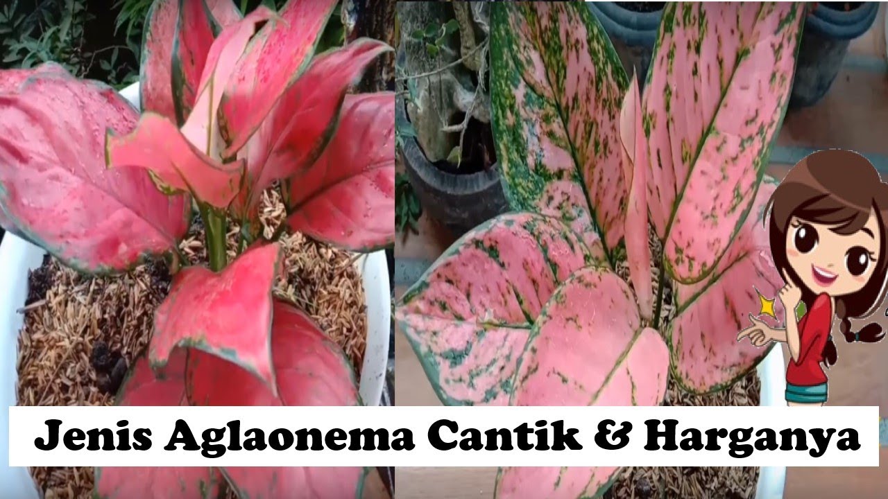 Jenis - jenis tanaman hias aglaonema cantik dan harganya.