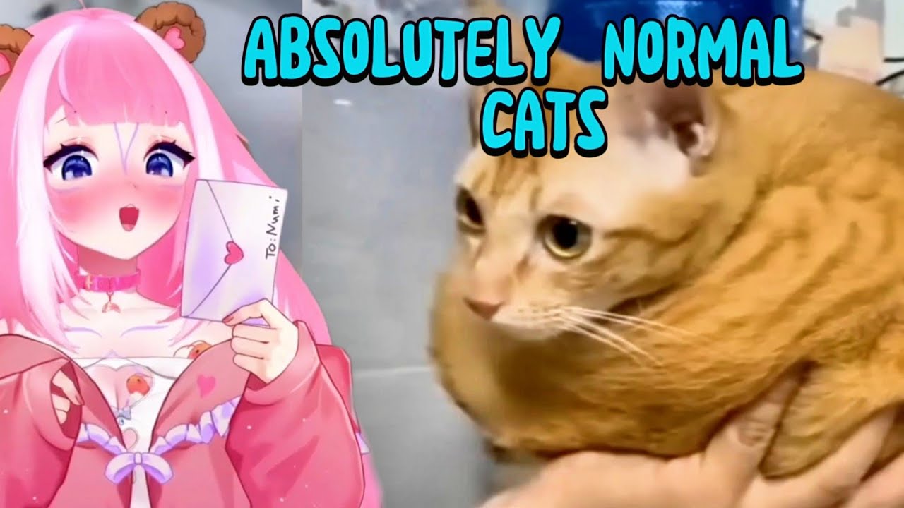 Shylily React To Absolutely normal cats by CAT BRAIN-exe 🦐