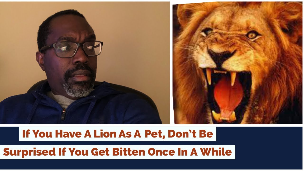 If You Have A Lion As A Pet, Don't Be Surprised If You Get Bitten Once in a While
