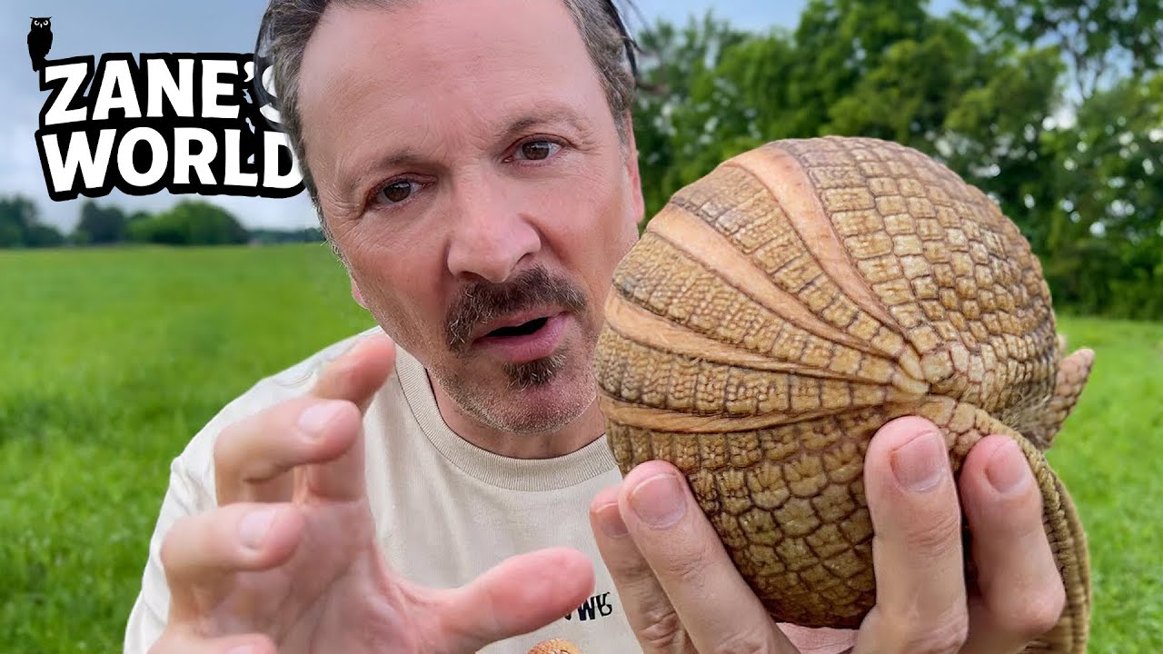 Armadillos Have Huge... Uh...