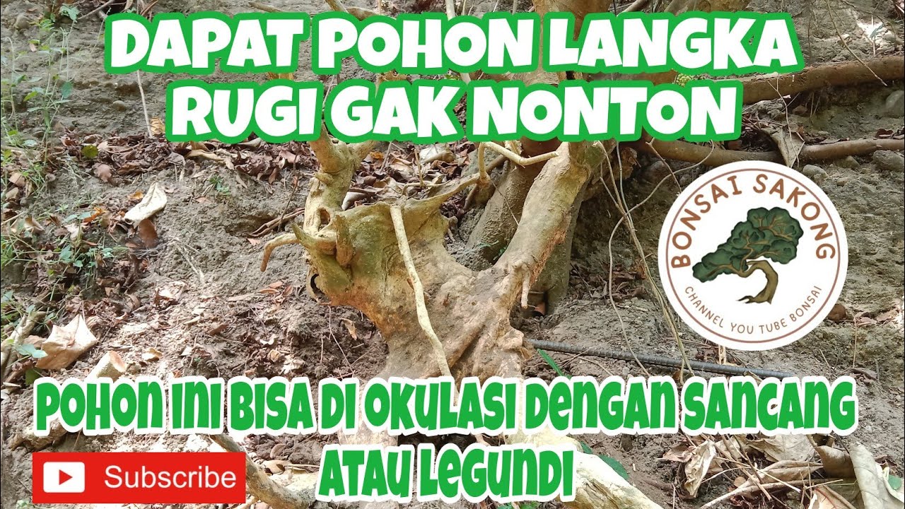 Berburu bahan bonsai dapat pohon super langka|pohon laban
