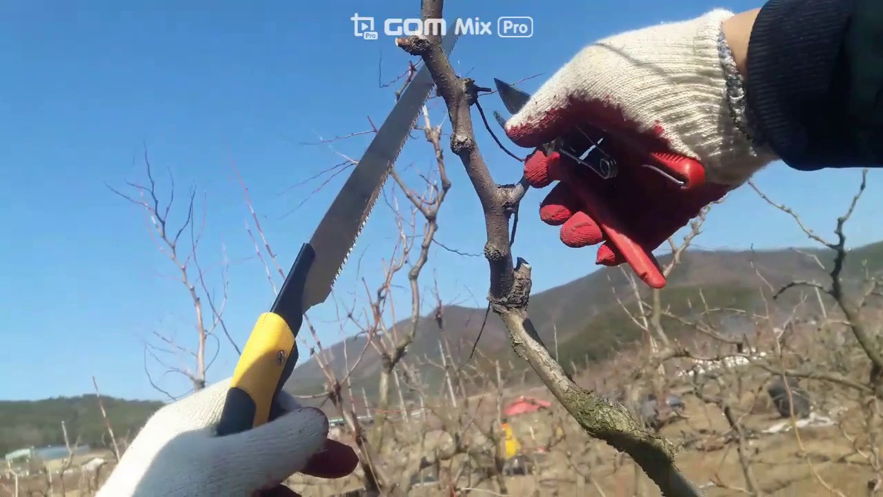 대추나무전지작업,가지치기,pruning jujube trees