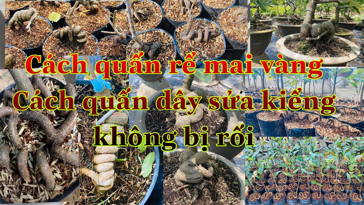 cách quấn rể mai vàng đẹp | cách quấn dây cho cây bonsai đẹp không bị rối | nhung kiểu quấn rể mai