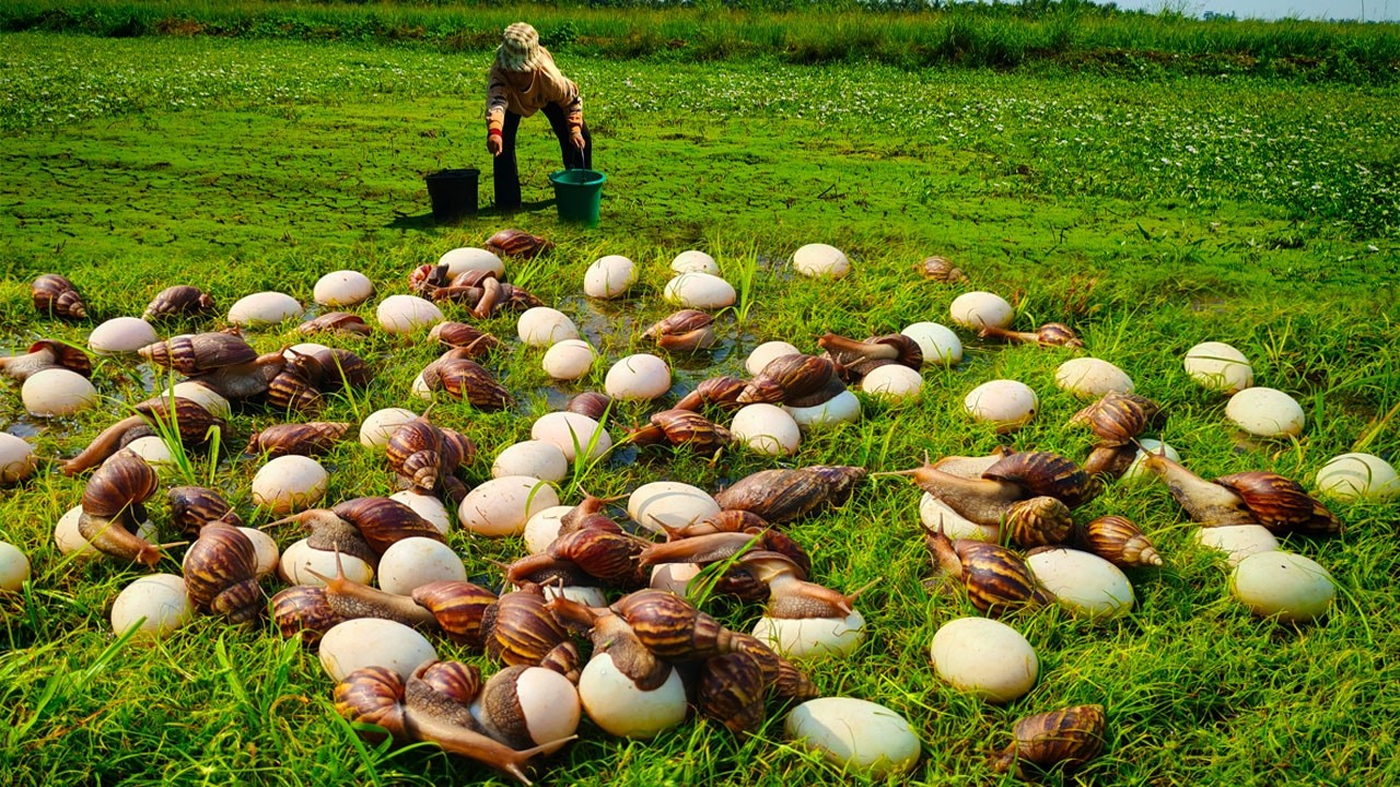 it's amazing - pick a lot of duck eggs & catching snails under grass at field near village