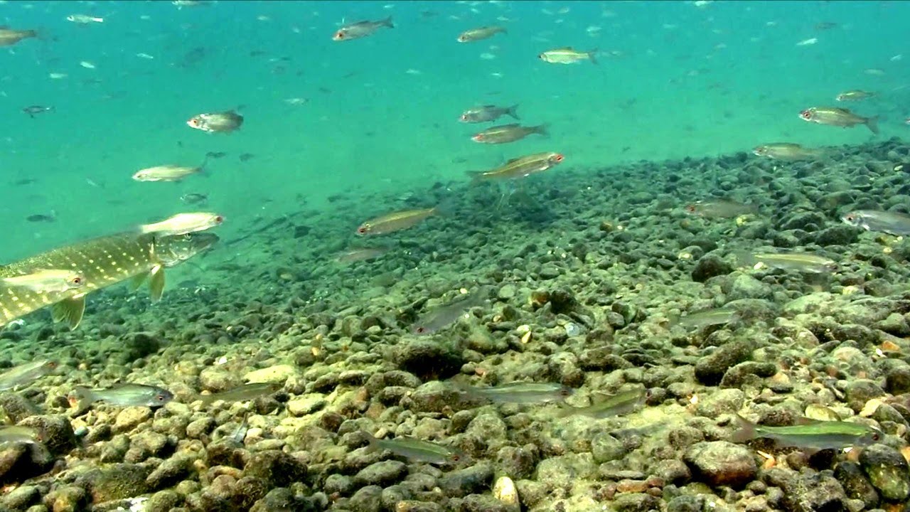 Germany's Secret Underwater World - Hidden Wildlife Beneath the Surface