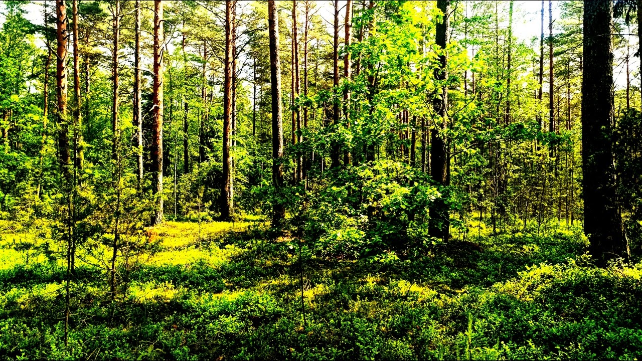 Целебное пение птиц. Крепкое здоровье благодаря звукам природы