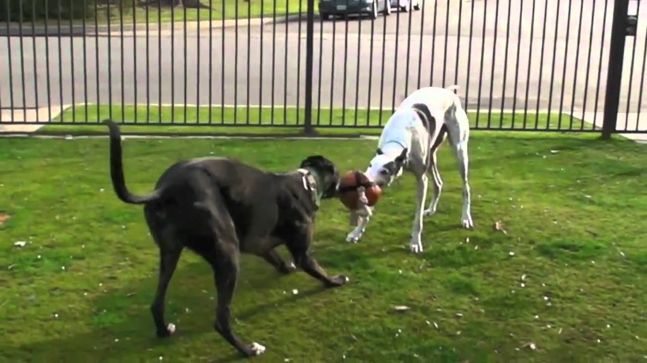 Wake, roo, eat, play, nap.