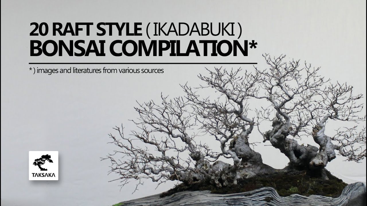 20 RAFT STYLE (IKADABUKI) BONSAI INSPIRATION FOR BEGINNER - TAKSAKA BONSAI
