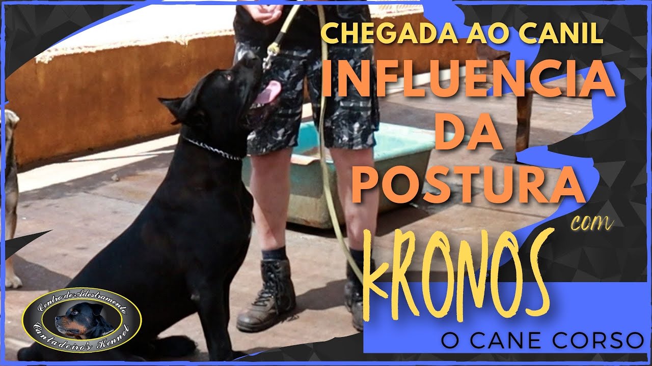 KRONOS - Cane Corso - Chegada ao Canil - Parte 2