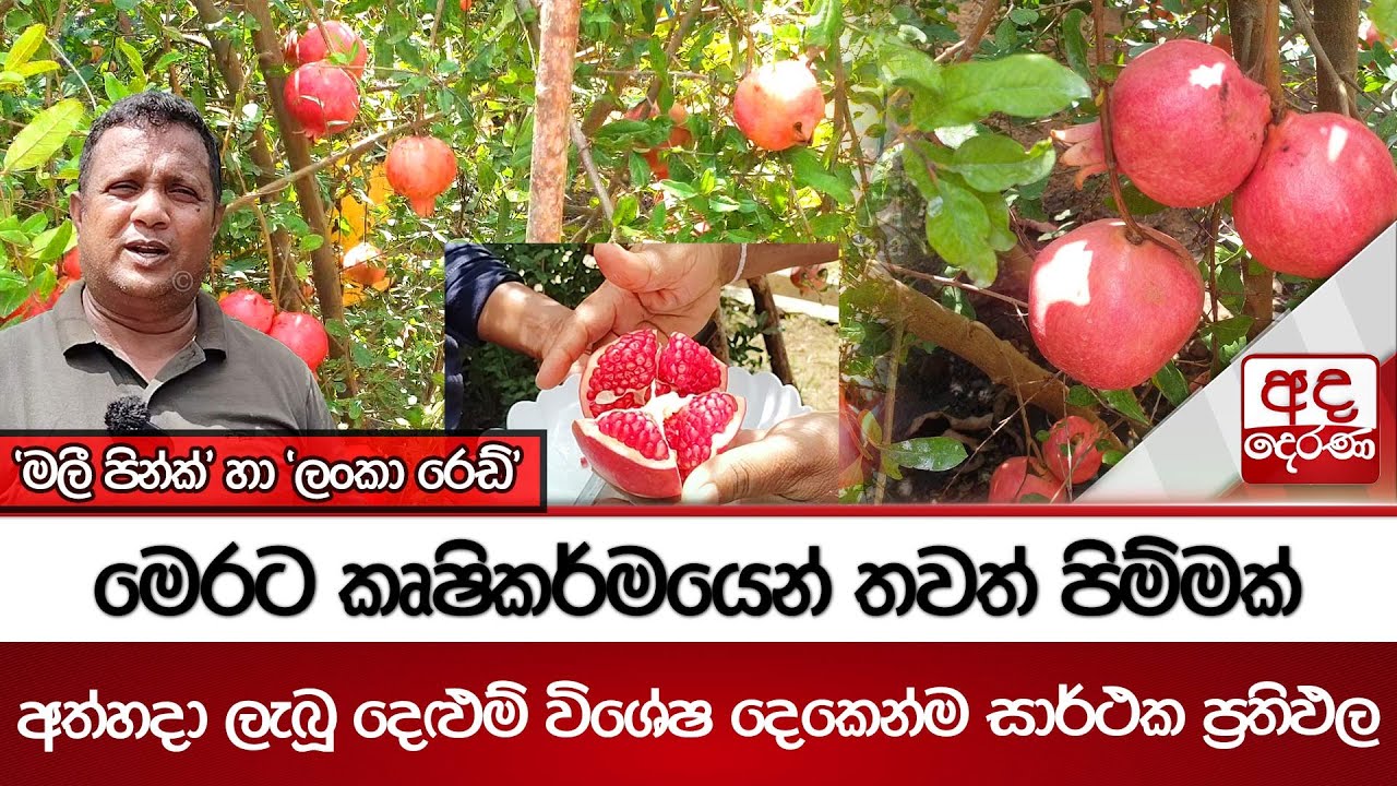 මෙරට කෘෂිකර්මයෙන් තවත් පිම්මක්...අත්හදා ලැබූ දෙළුම් විශේෂ දෙකෙන්ම සාර්ථක ප්‍රතිඵල