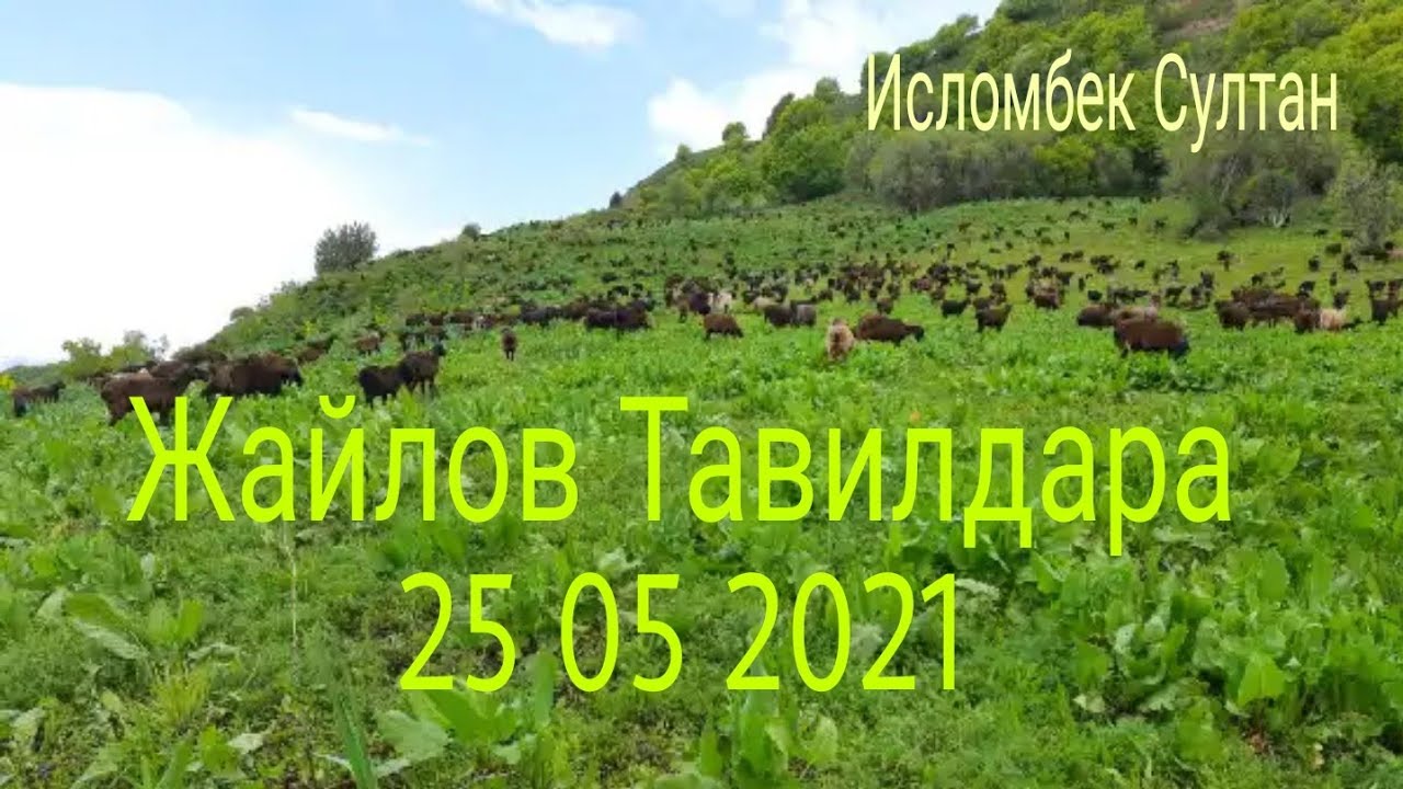 Койлар жайловга жетти Тавилдара