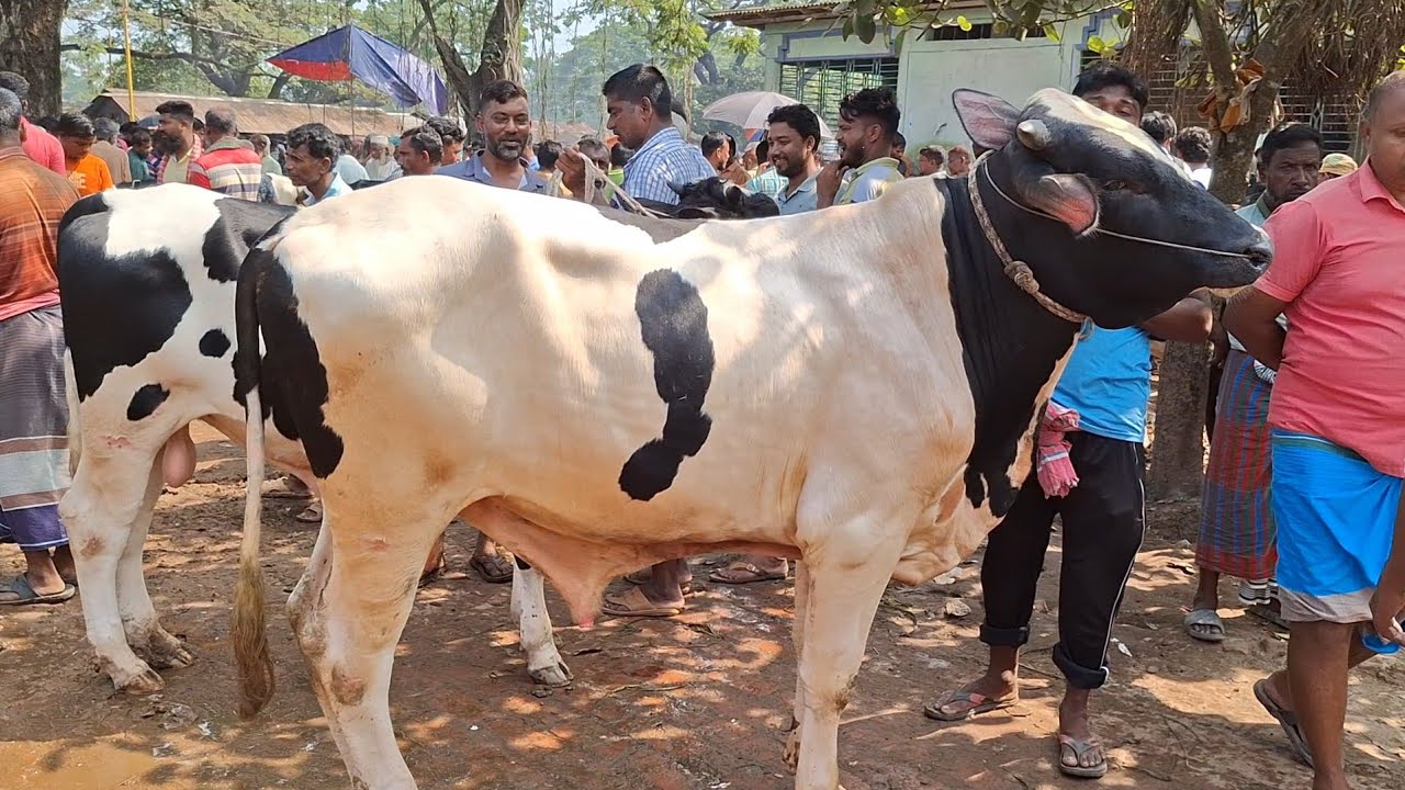১ জানুয়ারি ২০২৬ || ফ্রিজিয়ান ষাঁড় গরুর বাজার দেখুন বগুড়া ধাপের গরুর হাট থেকে || gorur hat cow