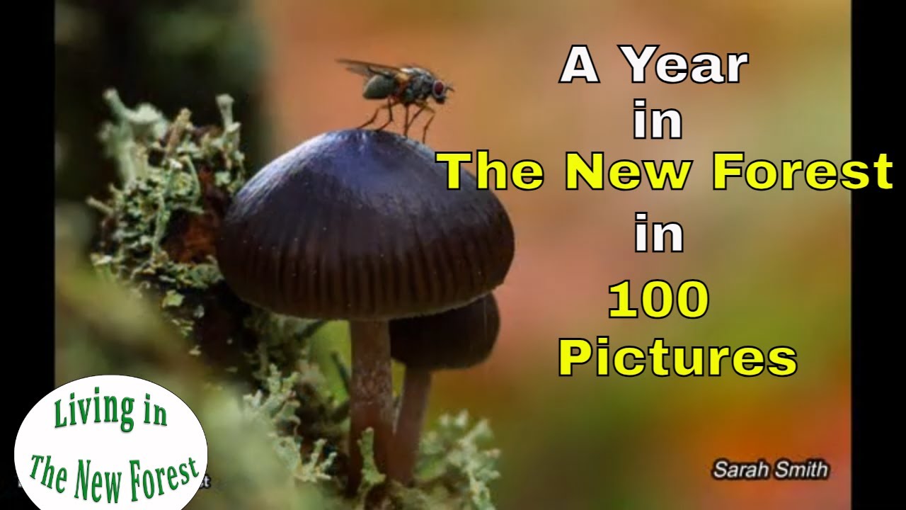 The New Forest - a Year in 100 Pictures #newforest