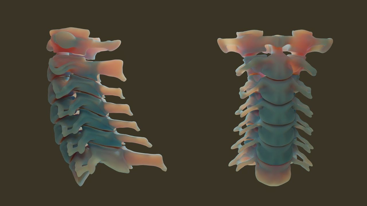 Sculpting cervical spine in blender
