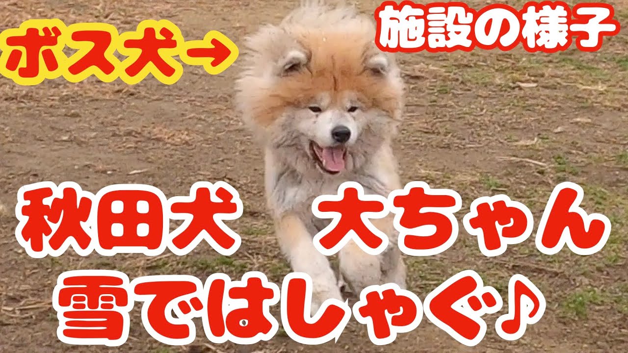 【保護犬達の様子】雪が大好きな秋田犬のボス