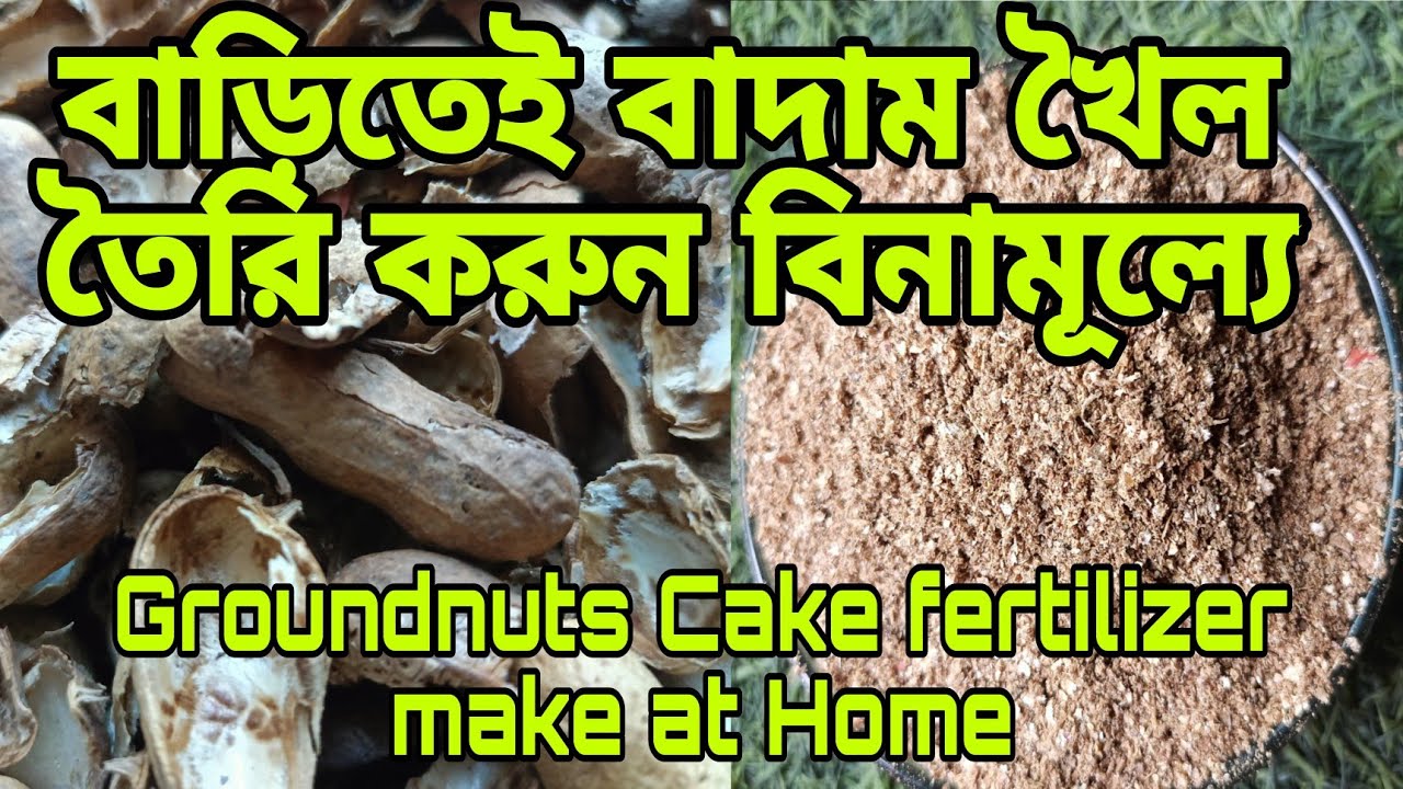 বাড়িতে বাদামখৈল তৈরি করুন বিনামূল্যে।। Groundnut Cake Fertilizer made at Home। badam khol