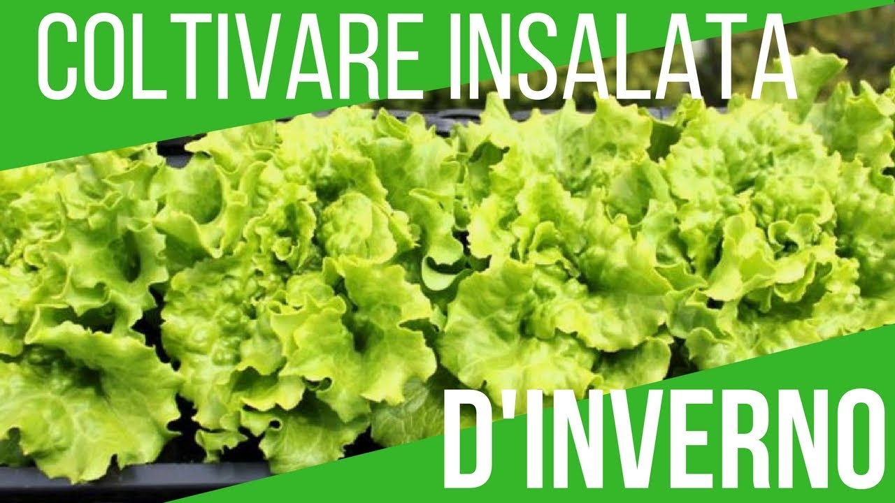 COLTIVARE L'INSALATA SUL TERRAZZO D'INVERNO | VITA DEL PODERE 024 | ORTO E GIARDINAGGIO