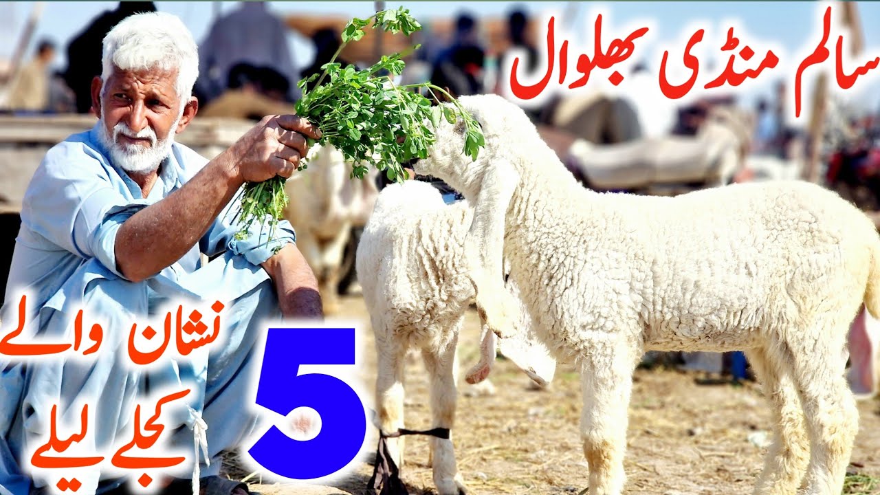 Kajle Kakke Sheeps Lele From Sargodha Khushab | 5 Neshan Wale || Mandi Star