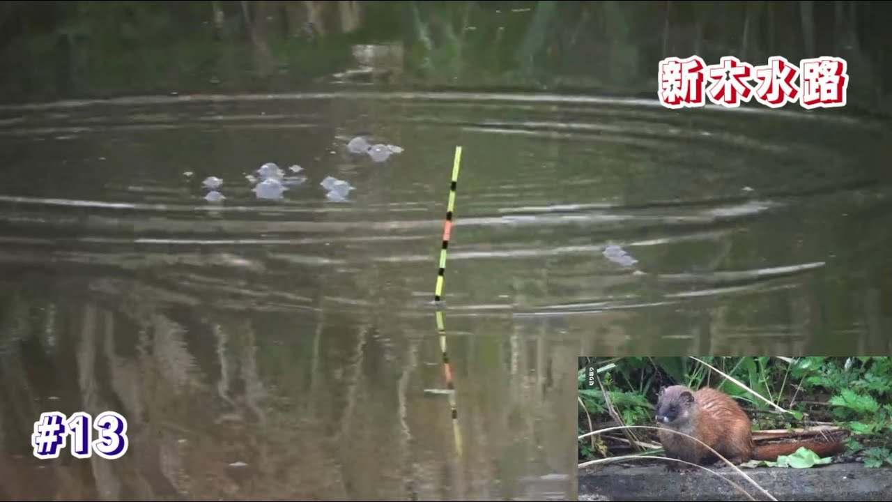 【新木水路】ヘラブナ釣り 2025.4.24 イタチも来てました