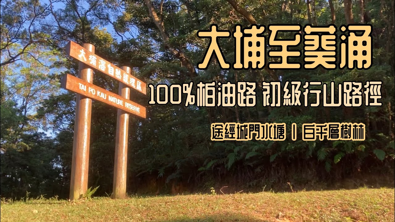 [香港行山郊遊好去處] 初級郊遊路線 | 100%柏油路大埔至葵涌山徑 | 跑步路線 | 途經松仔園 大埔滘自然護理區 鉛礦凹 城門水塘白千層樹林 | HK HIKING | 大埔行山路線