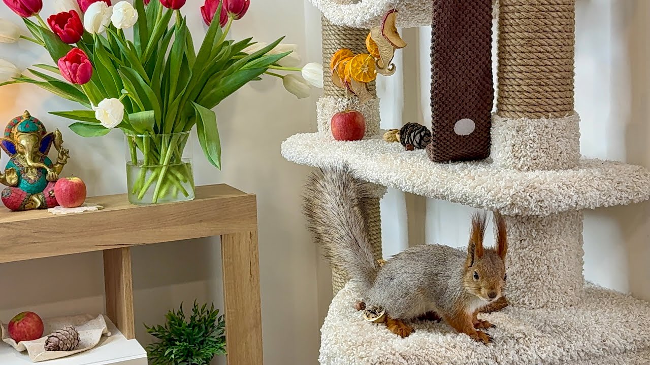 We've Got a New Squirrel! К нам пришла новая белка.