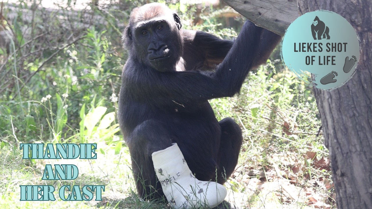 GORILLA GIRL THANDIE BROKE HER LEG
