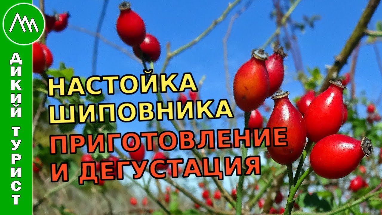 АЛКОГОЛЬ В ПОХОДЕ. Сбор дикого шиповника. Приготовление настойки шиповника